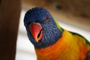 Rainbow Lorikeet Poster