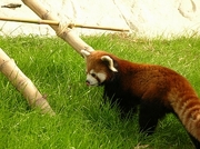 Red Panda Magnet