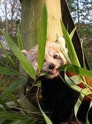 Red Panda Poster