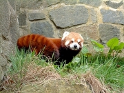 Red Panda Magnet