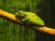 Red-eyed Tree Frog Magnet