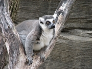 Ring-tailed Lemur Magnet