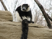 Ruffed Lemur Magnet