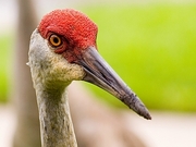 Sandhill Crane Magnet