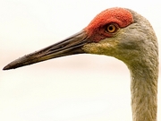 Sandhill Crane Magnet