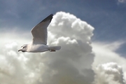 Sea Gull Poster