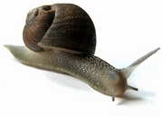 Snail Poster