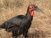 Souther Ground Hornbill Poster