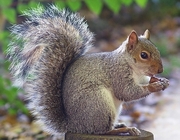 Squirrel Mousepad