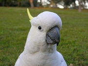 Sulphur Crested Cockatoo Poster