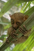 Tarsier Magnet