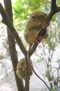 Tarsier Magnet