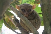 Tarsier Magnet