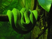 Tree Snake Poster