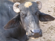 Water Buffalo Poster