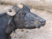 Water Buffalo Poster