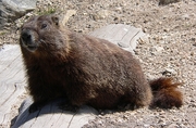 Yellow Bellied Marmot Mousepad