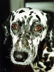 Dalmatian