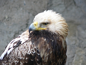 Eastern Imperial Eagle