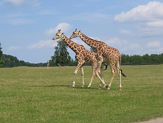 Giraffe