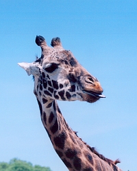 Giraffe