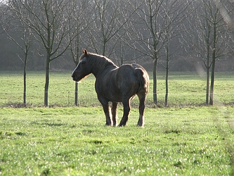 Horse