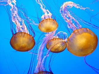 Jellyfish