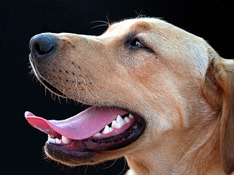 Labrador