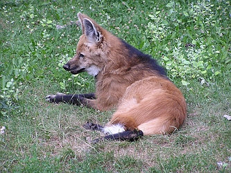 Maned Wolf