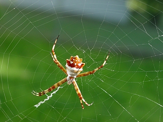 Silver Argiope Spider