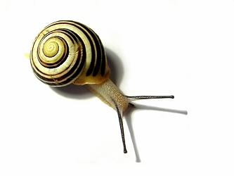 Snail