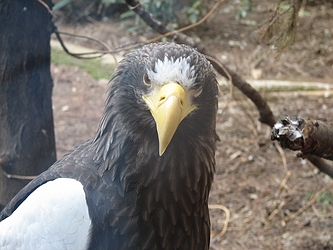 Steller's Sea Eagle