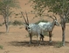 Arabian Oryx picture