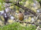 Austral Thrush picture