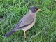 Austral Thrush picture