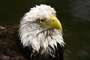 Bald Eagle picture