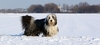 Bearded Collie picture