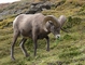 Big Horn Sheep picture