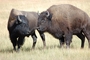 Bison picture