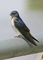 Blue and White Swallow picture