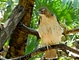 Broad-winged Hawk picture