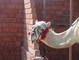 Camel picture