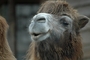 Camel picture