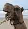 Camel picture