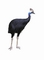 Cassowary picture