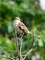 Chalk-browed Mockingbird picture