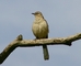 Chalk-browed Mockingbird picture