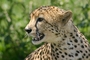 Cheetah picture