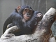 Chimpanzee picture