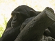 Chimpanzee picture